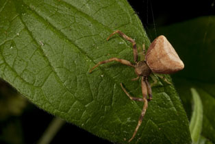 Pistius truncatus